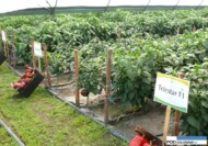 tunele Haygrowe, papryka