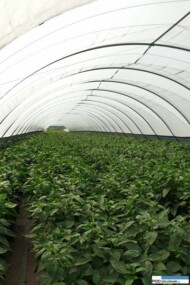 tunele Haygrowe, papryka