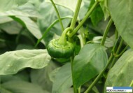 papryka - zaburzenia fizjologiczne