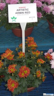 Chryzantema Artistic Armin Red
