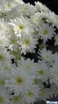 Chryzantema Baltica White