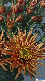 Chryzantema Brunello