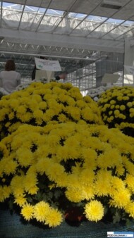 CandleLightYellow-RVZ