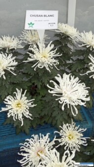 chryzantema Chausan Blanc