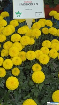 chryzantema Limoncello