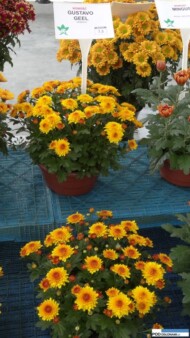 Chryzantema Gustavo Geel