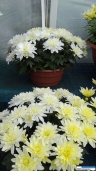 chryzantema Mount Gerlach Cream