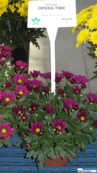Chryzantema Opera Time