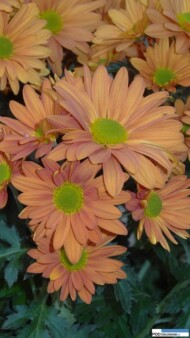 Chryzantema Orange Day