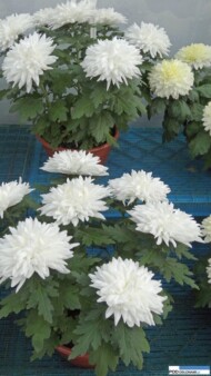 białe chryzantemy