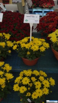 Chryzantema Tapas Time