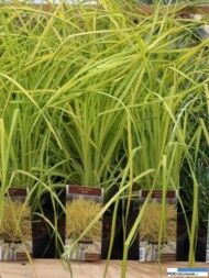 Carex elata ‘Aurea’)