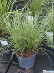 Carex brunnea ‘Variegata’