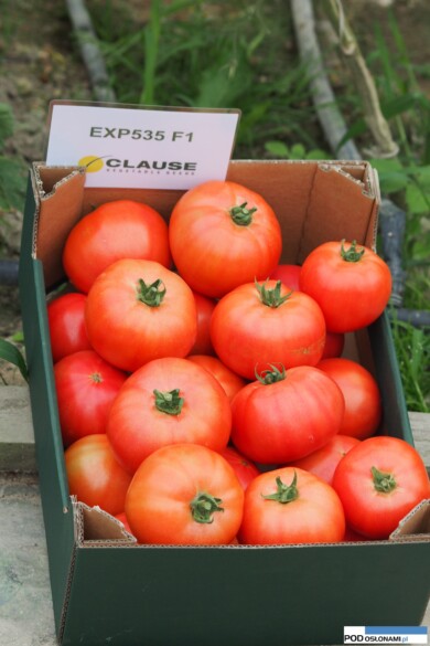 Honey Moon F1 (CLX37535)