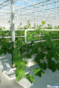 rozsada w nowej szklarni