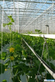 nad rynnami zamontowano podwójną rurę wegetacyjną