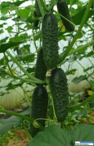 ogórek Barvina