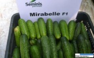 ogórek mirabelle