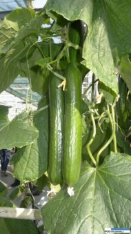 Ogórek szklarniowy