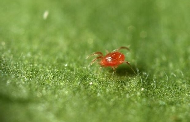 Dobroczynek szklarniowy (zdj.Koppert)