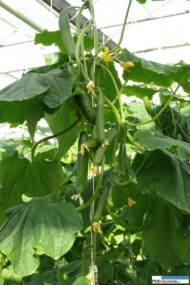 ogórek Medora ( 22-806 RZ)