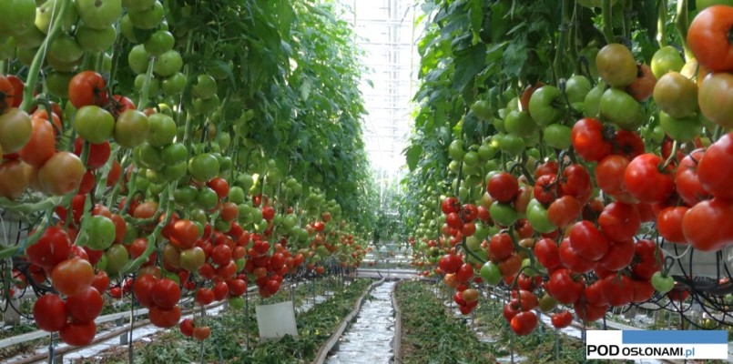 pomidory