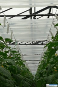 uprawa ogórków szklarniowych z foliową podwieszką