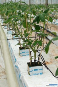 pomidor Endeavour F1