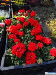 Pelargonia 'Calliope Scarlet Fire', pe