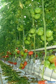 Barteza F1 pomidor wielkoowocowy mięsisty