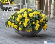 Begonia-tuberhybridaBenary