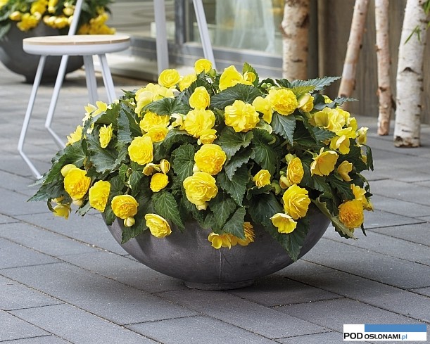 Begonia-tuberhybridaBenary