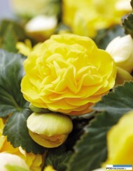 Begonia tuberhybrida Nonstop® JOY ‘Yellow’