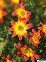 Bidens hybrida BEEDANCE® ‘Painted Red’, fot. 1-4 Fleuroselect