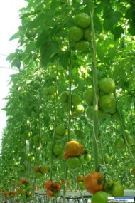 pomidor standardowy Edamso F1