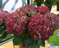 Hortensja, Hydrangea macrophylla 'Youmefive' Together
