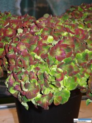 Hydrangea macrophylla 'Hokomathyst' Magical Amethyst
