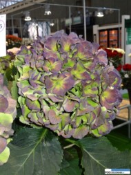 Hortensja, Hydrangea macrophylla 'Verena Classic'