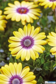 Osteospermum ecklonis Serenity™ ‘Blue Eyed Beauty’
