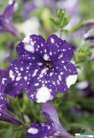 Petunia NightSky