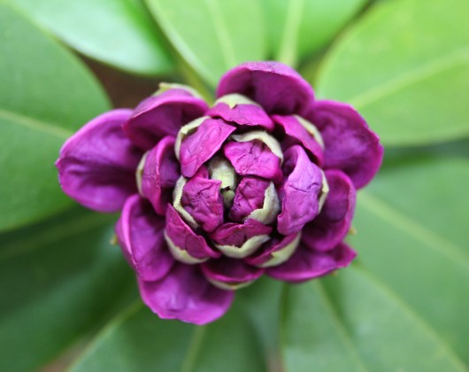 purple_rhododendron