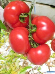 Pomidor malinowy HA 3691 F1