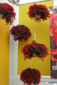 Begonia Summerwings Dark Elegance