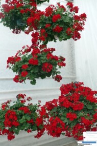Pelargonia Champion Single Red, czerwona pelargonia