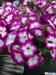 Petunia Sanguna Patio Twirl 'Purple'