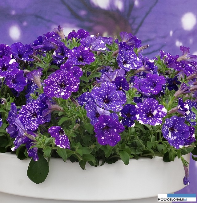 Petunia NightSky