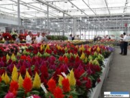 Flower-Trials-2015_Beekenkamp_celozja_Kelos