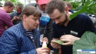 Ogórek, przędziorek, ogórki, przędziorki, ochrona biologiczna , dobroczynek, dobroczynki