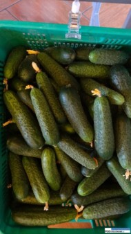 Kybria, Rijk Zwaan, Koppert, przędziorek, dobroczynek szklarniowy, ochrona biologiczna, uprawa