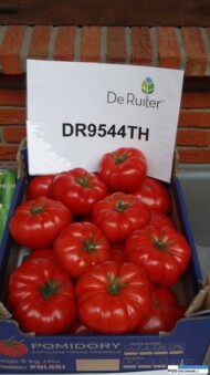 Testowana odmiana pomidora wielkoowocowego DR544TH F1